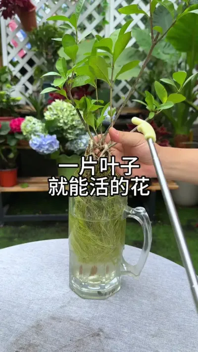 叶片扦插合集#花卉绿植 #养花