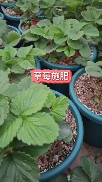 ��ݮ��ôʩ������ݮ��ʩ����������ݮ������Ҫ��#��ݮݪֲ #���Բ�ݮ #��ݮ #��ݮ�� #�ֲ�ݮ