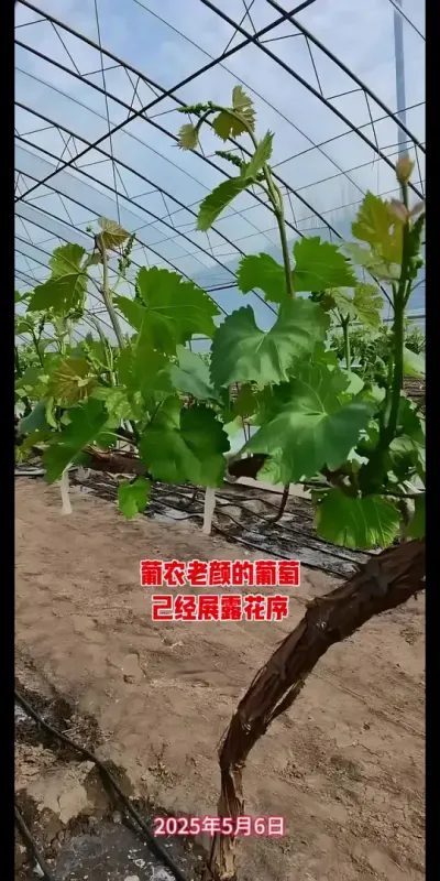 葡农老颜的葡萄快开花了！