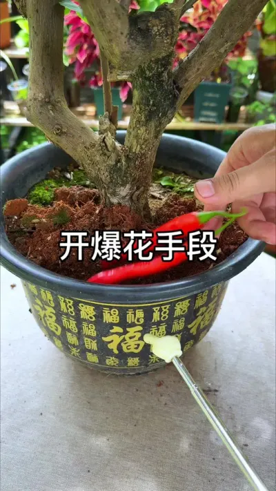 �������������С����#������ֲ #ݪֲС���� #����