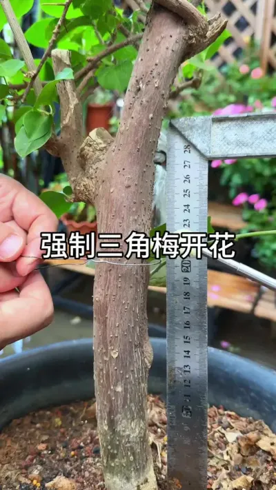 ������÷�Ż�Ҫ��#������ֲ #ݪֲС���� #����