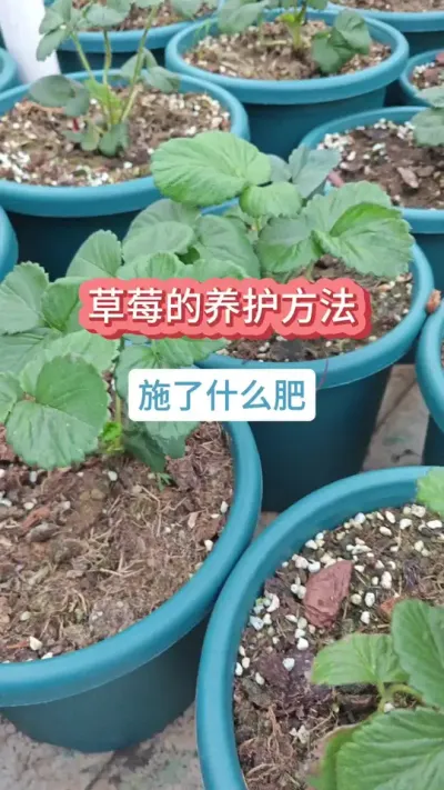 ��ݮ������Ҫ�������Բ�ݮ��ôʩ������ݮ�������������ֲ�ݮ��ôʩ��#��ݮ�� #�ֲ�ݮ #���Բ�ݮ #��ݮݪֲ #��ݮ����Ҫ��