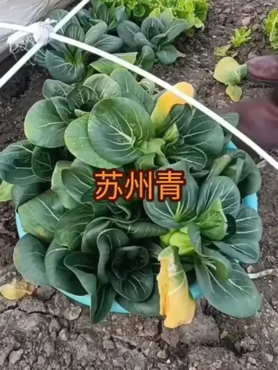 ����С�Ͳ����������