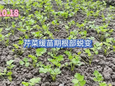 ���Ե��۲˻����ڸ��������ɱ��������¸��۲����������µĻ����� #��ũ #�ֲ� #ݪֲС���� #�ɱ� #����ͷ��һ�� 