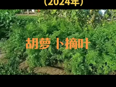 ���ܲ�����ժҶ��2024�꣩