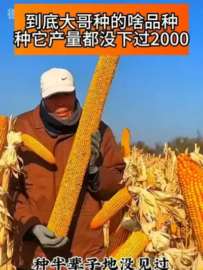 ���������ֵ�ɶƷ�֣�����������û�¹�2000 #�߲��������� #������ũ֧����ũ #����ݪֲ #���� #ũҵ