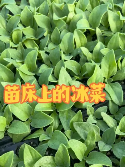 ������������#���� #������ #�������� #����ݪֲ #��������ݪֲ