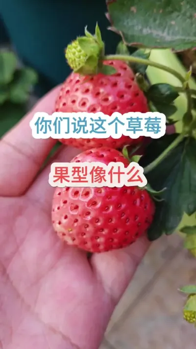 �ֿ���ժ��ݮ������ͥ���Բ�ݮ����ݮ��ʲôƷ��#��ݮ���� #���Բ�ݮ #ժ��ݮ #��ݮ�� #��ݮݪֲ