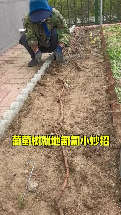 葡萄树就地匍匐小妙招！