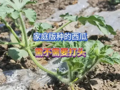 家庭露天种植的西瓜要不要打头，实践证明这样做才是正确的 #三农 #种西瓜 #西瓜 #种植小技巧 #西瓜管理 