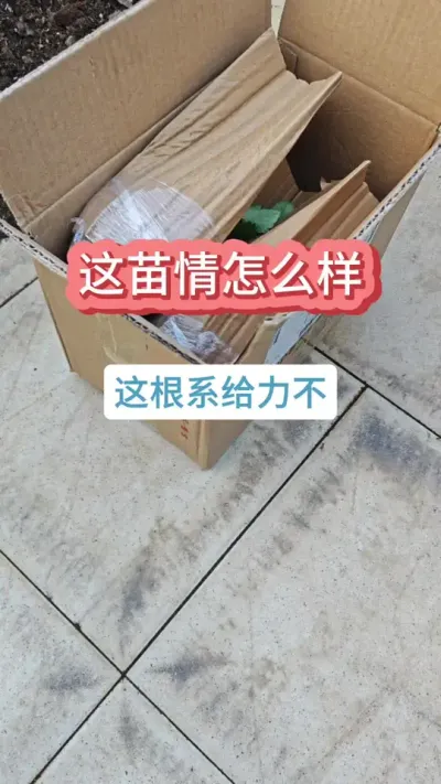 @ϲ���߹����� ��ݮ��ݪֲ������������ô�ֲ�ݮ����ݮ��ݪֲҪ�� #��ݮ�� #�ֲ�ݮ #��ݮݪֲ #���Բ�ݮ #ݪֲ��ݮ