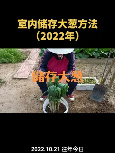 �������������У�2022�꣩