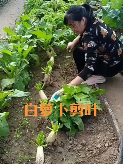 ������ܲ�Ϊʲô��Ҷ