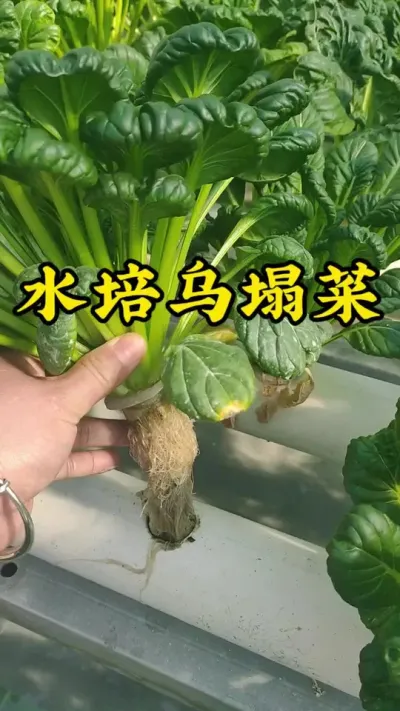 9888��˹ά��˹(�ɷ�)���޹�˾-�ٷ���վ