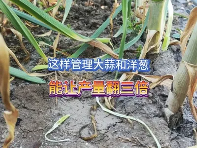 一个简单的管理就能让大蒜和洋葱的产量翻三倍，别怪我没告诉你 #三农 #农业种植 #助力三农 #种植小技巧 #大蒜高产 