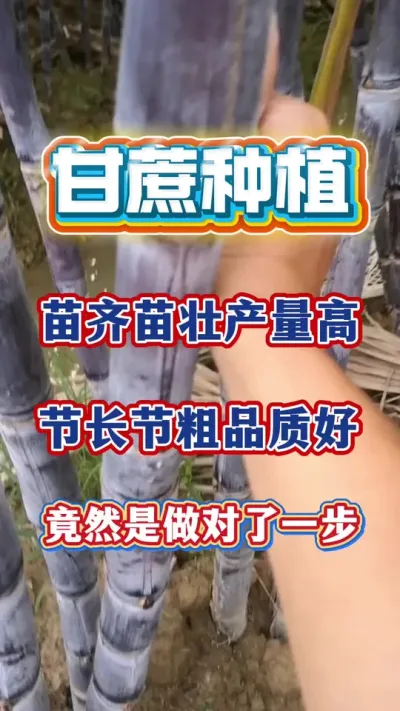 ����������׳�����ߡ��ڳ��ڴ�Ʒ�ʺ���ֻ��������������һ���������ǰ˳����綼������#����ݪֲ#����#����ʩ��