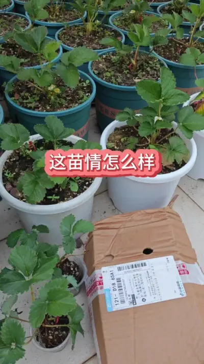 ��ݮ��ݪֲҪ������ݮ������������������ʲô��ݮ����ݮ��ô�� #��ݮ�� #�ֲ�ݮ #���Բ�ݮ #��ݮѨ���� #��ݮݪֲ