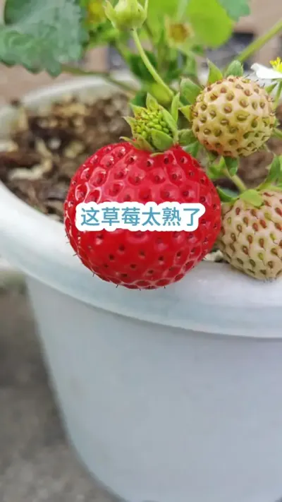 ��ݮ��ݪֲ��������ݮ������Ҫ�������ݪֲ�ݮ��ժ��ݮ#�ֲ�ݮ #��ݮ�� #���Բ�ݮ #��ݮ����Ҫ�� #��ݮݪֲ