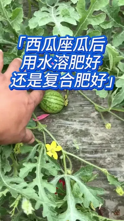 种西瓜膨大增甜用什么肥？水溶肥还是高磷高钾肥？ #西瓜种植技术 #西瓜种植 #西瓜管理 #西瓜真甜 #种西瓜