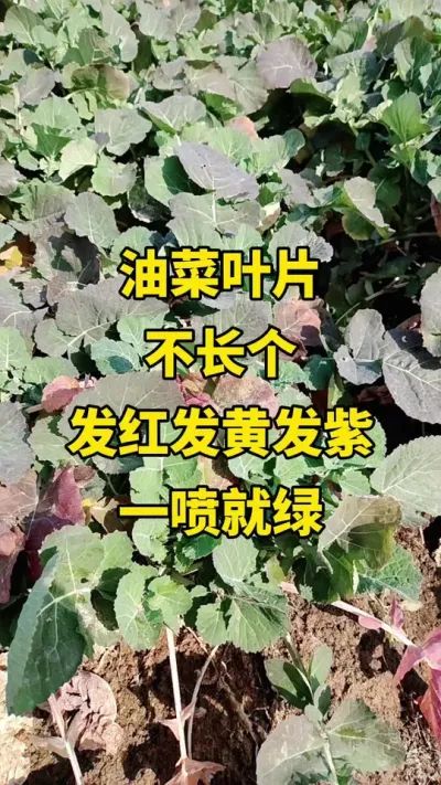 �Ͳ�ҶƬ���췢�Ʒ���#�Ͳ�ݪֲ #�Ͳ�ݪֲ���� #�Ͳ˸߲� #�Ͳ�����