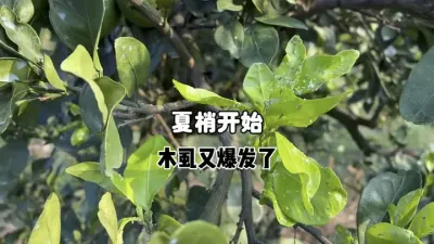 �����ȷ�������ľʭ�����ȱ����� #������ #����ݪֲ #��ũݪֲ #ũҵ #ľʭ 