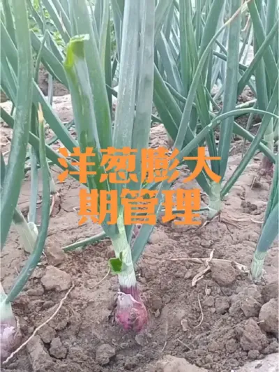 如何判断洋葱已进人膨大期膨大期如何浇水追肥洋葱抽苔怎么处理#洋葱