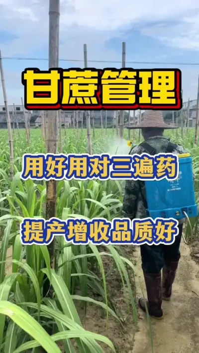 ���������ú�������ҩ���������Ʒ�ʺ�#���� #����ݪֲ