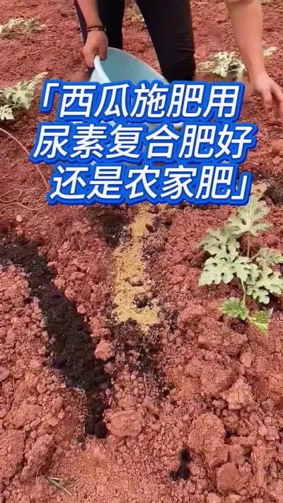 西瓜施肥用复合肥尿素，还是农家肥水肥？ #西瓜种植 #西瓜种植技术 #西瓜高产 #西瓜种植管理 #种西瓜