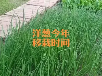 ����ʲôʱ��������к���#���