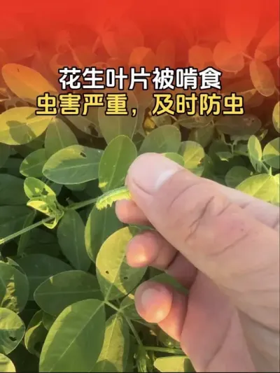 ����ҶƬ����ʳ����Ҷ���溦������ʵʱ���棡#����ݪֲ #����ݪֲ�������� #�����߲� #�����߲�ݪֲ #����ũҵ֪ʶ��ũ����������