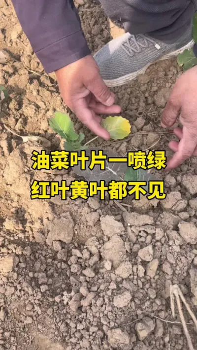 �Ͳ�ҶƬһ���̺�Ҷ��Ҷ������#�Ͳ�ݪֲ #�Ͳ�ݪֲ���� #�Ͳ˸߲� #�Ͳ�����