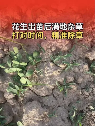 花生出苗后地里满地杂草，一定要打对时间，精准除草！#花生除草剂  #花生高产 #花生高产种植 #分享农业知识帮农民增产增收 #传播农业小知识