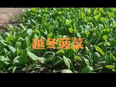 Խ�����˶�ǰ����������2024�꣩