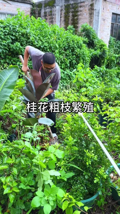 �𻨴�֦����#������ֲ #ݪֲС���� #����