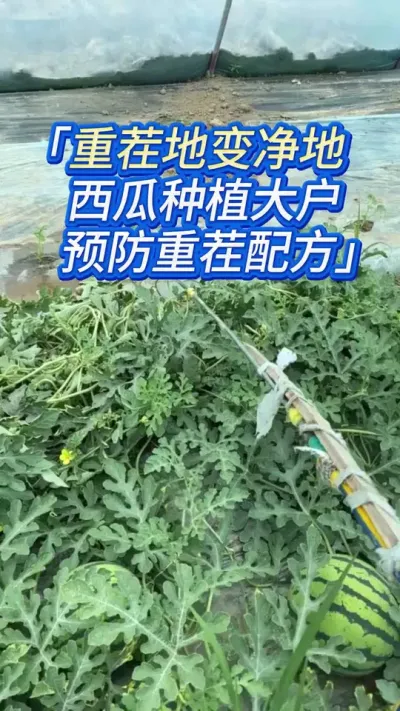 种中晚西瓜麦茬西瓜，重茬轮种地秒变白净地 #西瓜种植 #西瓜管理 #西瓜种植技术 #种西瓜 #三农