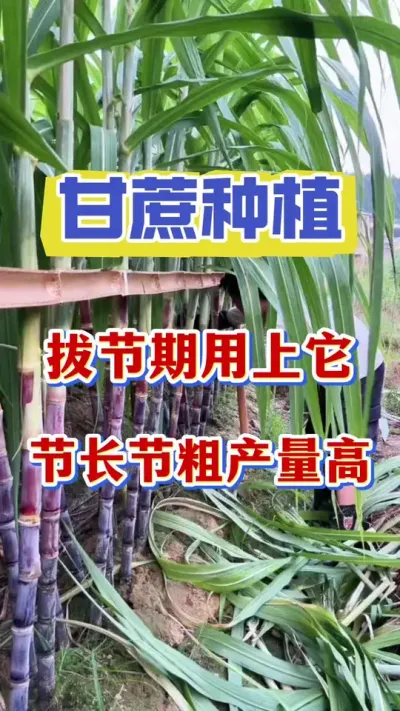 �������ǰ�����ᲥҶ�ӵ�����ע����������һ���±Ȳ�Ҷ�ӻ���Ҫ��ֱ��Ӱ��һ��Ĳ���#����ݪֲ #����ʩ��Ҫ�� #����