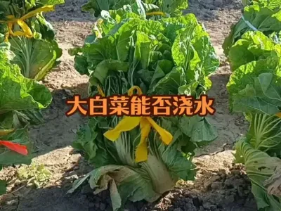 ��ȷ�����ڻ��ܷ�ˮ