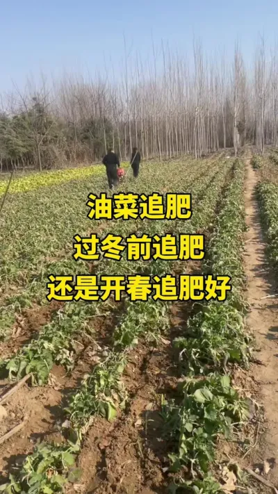 �Ͳ�ݪֲ#�Ͳ�ݪֲ���� #�Ͳ˸߲� #�Ͳ�׷�� #�Ͳ�����