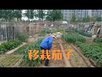 如何移栽茄子？栽茄子集中施肥好处多#茄子