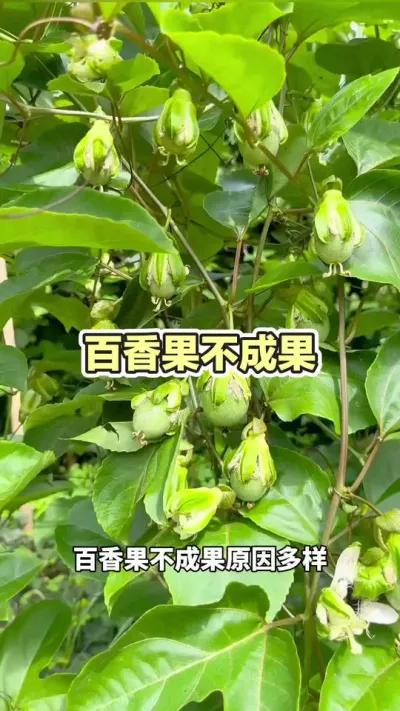 �������Ч��Ե��ԭ��#�����ݪֲ #�����ݪֲ���� #�ƽ�����ݪֲ���� #����� #��ΰ��