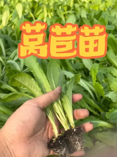 ��Ƥݫ����ݫ�Ķ���������ϲ������٭ݪֲ������#ݫ���� #ݫ�� #ݫ�� #Ҷ���� #��ũ