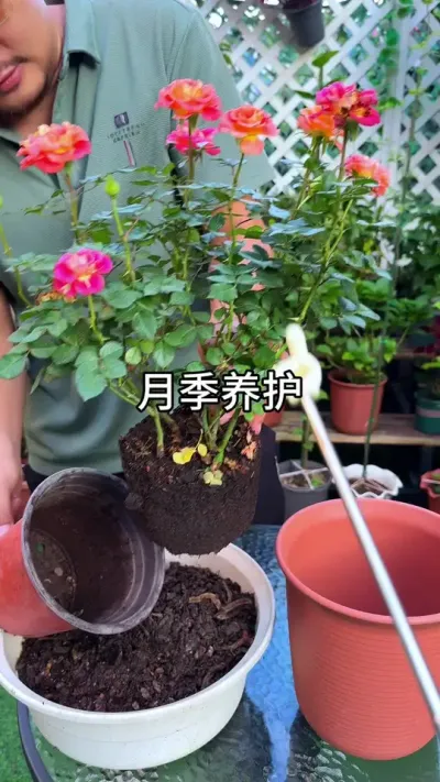 �¼������� #������ֲ #ݪֲС���� #����