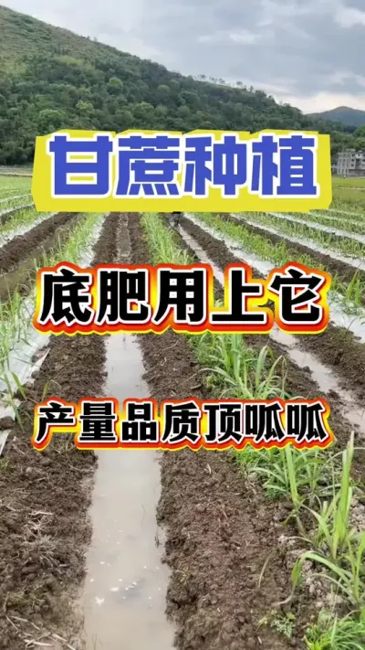 ����׷���������Ʒ�ʲ���������#����ݪֲ#����ʩ��#����