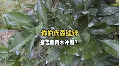 好的代森锰锌应该要具备哪些基本特性？ #代森锰锌 #柑橘种植 #农业 #三农 