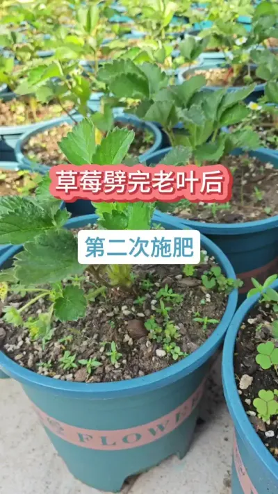 ��ݮݪֲҪ������ݮ������������������ô�ֲ�ݮ����ݮ������Ҷ֮����ôʩ�� #��ݮ�� #�ֲ�ݮ #��ݮݪֲ #���Բ�ݮ #��ݮݪֲ����