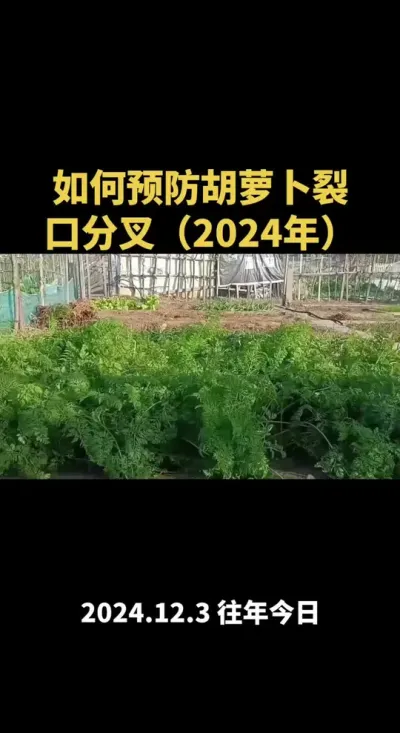 ����Ԥ�����ܲ��ѿڷֲ棨2024�꣩