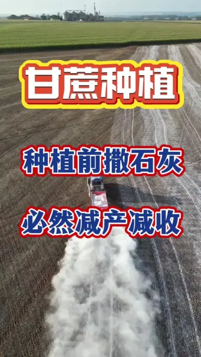 ����ݪֲǰ��ʯ��������һ����������#����ݪֲ#����ʩ��#����