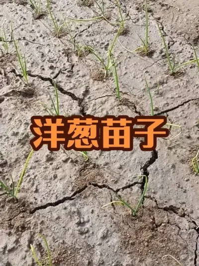 ��������ֶ�Ĥע������