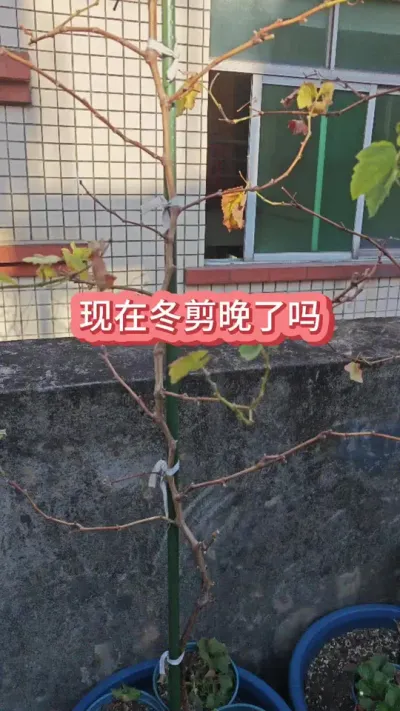 ����ʲôʱ�䶬����������ô�޼������ѵ�����Ҫ��#����ݪֲ #�������� #�����޼� #���Ѷ��� #������