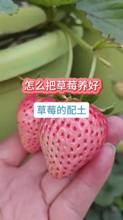 ��ݮ��ô��������ݮ��ݪֲ�������ֲ�ݮ��ʲô�� #��ݮ�� #��ݮ���� #��ݮʩ�� #��ݮ���� #���Բ�ݮ